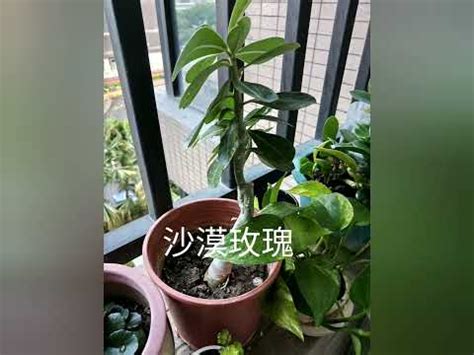 東邊陽台植物|種陽台植物完整介紹 